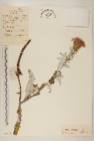 鰭薊藏品圖，第1張