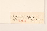 鰭薊藏品圖，第3張