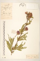 偽泥胡菜藏品圖，第1張