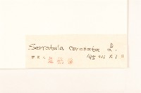 偽泥胡菜藏品圖，第3張