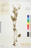 茴茴蒜藏品圖，第1張