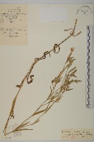 長萼瞿麥藏品圖，第1張