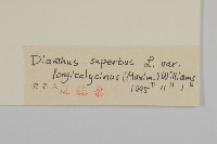 長萼瞿麥藏品圖，第3張