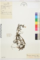 毛柄水毛茛藏品圖，第1張