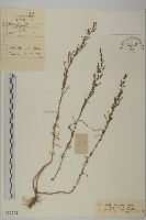 角果鹼蓬藏品圖，第1張