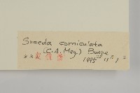 角果鹼蓬藏品圖，第3張