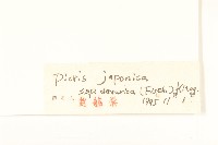 興安毛蓮菜藏品圖，第3張