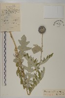 藍刺頭藏品圖，第1張