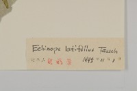 藍刺頭藏品圖，第3張