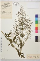 箭頭唐松草藏品圖，第1張