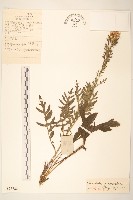 草地麻花頭藏品圖，第1張