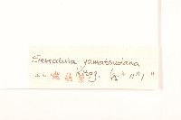 草地麻花頭藏品圖，第3張