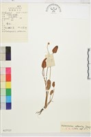 長葉鹼毛茛藏品圖，第1張