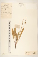 華蒲公英藏品圖，第1張