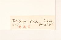 華蒲公英藏品圖，第3張