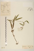 林氏澤蘭藏品圖，第1張