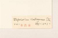 林氏澤蘭藏品圖，第3張