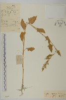 濱藜藏品圖，第1張