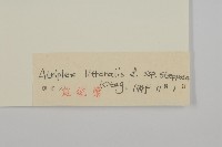 濱藜藏品圖，第3張