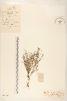 絲葉苦菜藏品圖，第1張