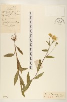 旋覆花藏品圖，第1張