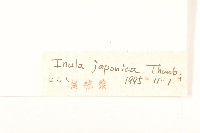 旋覆花藏品圖，第3張