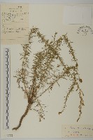 木地膚藏品圖，第1張