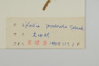 木地膚藏品圖，第3張