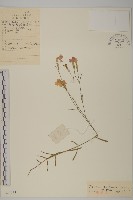 興安石竹藏品圖，第1張