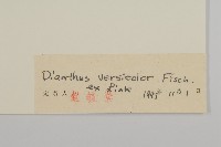 興安石竹藏品圖，第3張