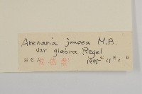 無毛老牛筋藏品圖，第3張