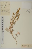 霧冰草藏品圖，第1張