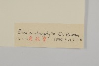 霧冰草藏品圖，第3張