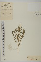 矮藜藏品圖，第1張