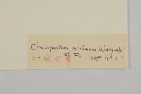 矮藜藏品圖，第3張