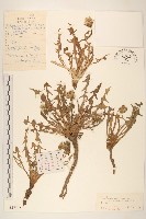 狹戟片蒲公英藏品圖，第1張