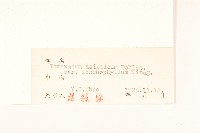 狹戟片蒲公英藏品圖，第3張