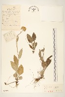 狗舌草藏品圖，第1張