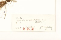 狗舌草藏品圖，第3張