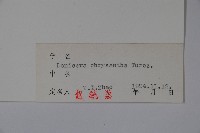 金花忍冬藏品圖，第2張