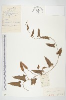 日本打碗花藏品圖，第1張