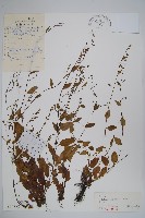 森林附地菜藏品圖，第1張