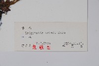 森林附地菜藏品圖，第2張
