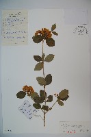 暖條莢迷藏品圖，第1張