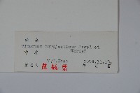 暖條莢迷藏品圖，第2張