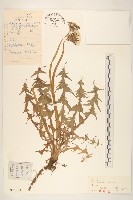 亞洲蒲公英藏品圖，第1張