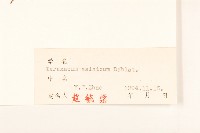 亞洲蒲公英藏品圖，第3張