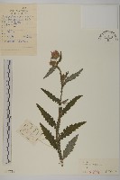 飛廉藏品圖，第1張