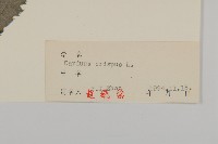 飛廉藏品圖，第3張