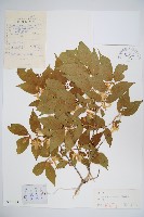 金銀忍冬藏品圖，第1張